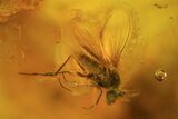 Detailed Fossil Fly (Diptera) In Baltic Amber #58088-2